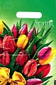 Тюлпаны